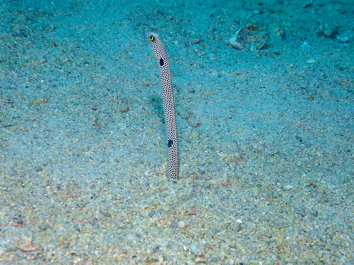 Spotted garden eel -Heteroconger hassi  Fall,Geotagged,Heteroconger hassi,Indonesia,Spotted garden eel