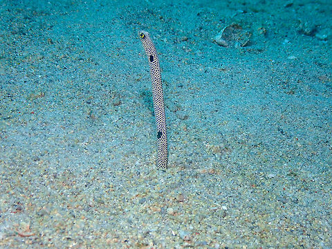 Spotted garden eel -Heteroconger hassi  Fall,Geotagged,Heteroconger hassi,Indonesia,Spotted garden eel