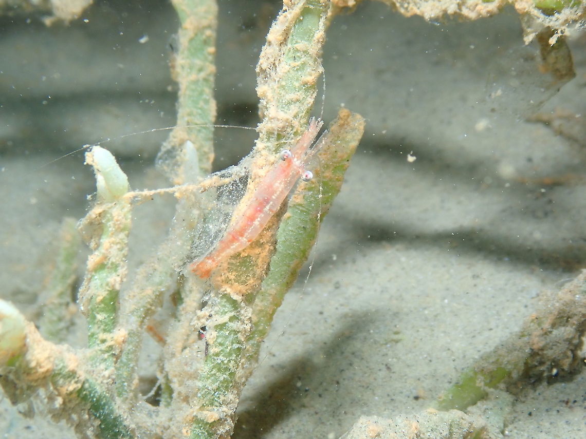 Japanese Night Shrimp - Hayashidonus japonicus  Fall,Geotagged,Hayashidonus japonicus,Indonesia,Japanese Night Shrimp