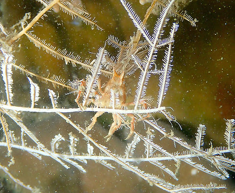 Bull Hydroid Crab - Naxioides taurus  Bull Hydroid Crab,Fall,Geotagged,Indonesia,Naxioides taurus