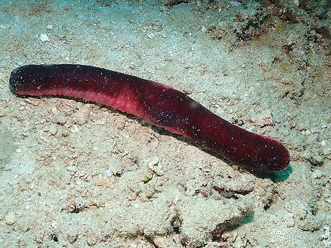 Edible sea cucumber - Holothuria edulis I have never tried them (at least that I'm aware of). Edible sea cucumber,Fall,Geotagged,Holothuria edulis,Indonesia