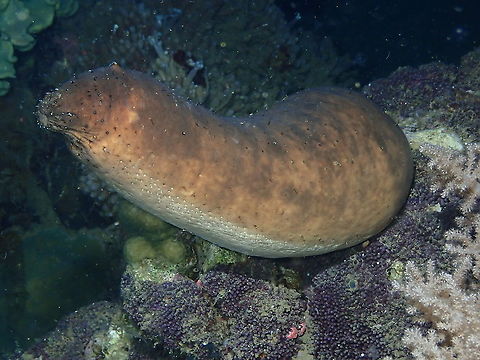 Holothuria fuscogilva Tentative Id based on similarity to online pictures.
More description available here:
http://souslesmers.free.fr/f.php?e=354 Fall,Geotagged,Holothuria fuscogilva,Indonesia