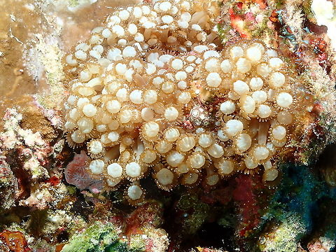 Flowerpot coral - Goniopora albiconus  Fall,Flowerpot coral Goniopora albiconus,Geotagged,Goniopora albiconus,Indonesia