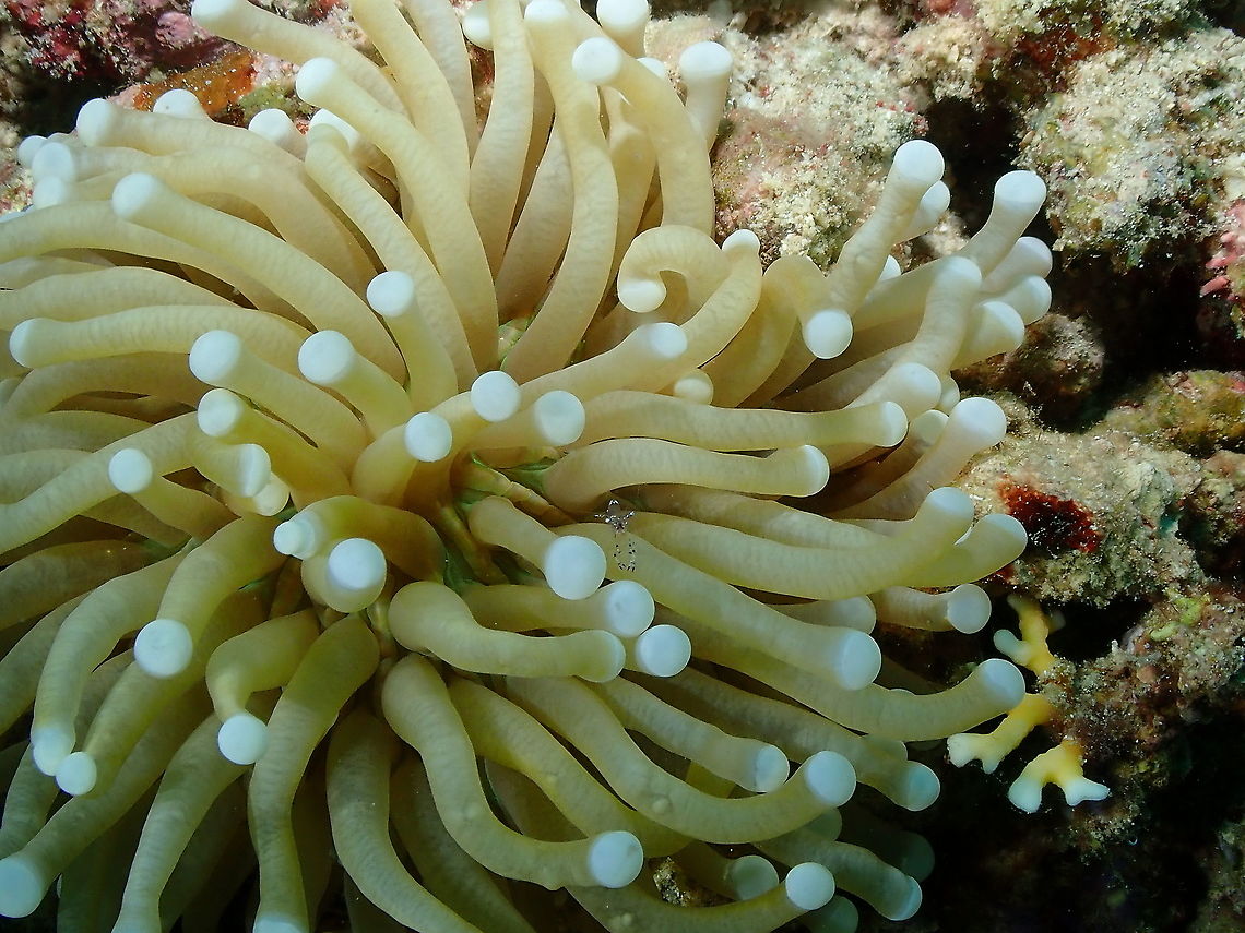 Euphyllia glabrescens Tentative as this sp is very similar to Heliofungia actiniformis. The latter is supposed to have longer tentacles.<br />
this one was inhabited by one of the ever beautiful Periclimenes saravasti. Euphyllia glabrescens,Fall,Geotagged,Indonesia,Torch coral