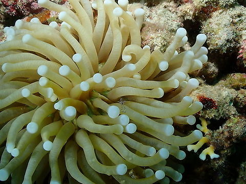 Euphyllia glabrescens Tentative as this sp is very similar to Heliofungia actiniformis. The latter is supposed to have longer tentacles.
this one was inhabited by one of the ever beautiful Periclimenes saravasti. Euphyllia glabrescens,Fall,Geotagged,Indonesia,Torch coral