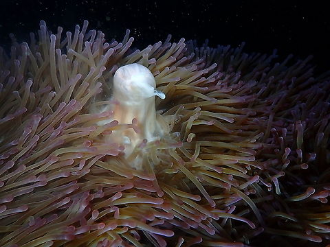 Magnificent Sea Anemone - Spawning One of the best moments ever in one my nocturnal dives. I saw for the first time the spawning of this anemone! Fall,Geotagged,Heteractis magnifica,Indonesia,Magnificent Sea Anemone