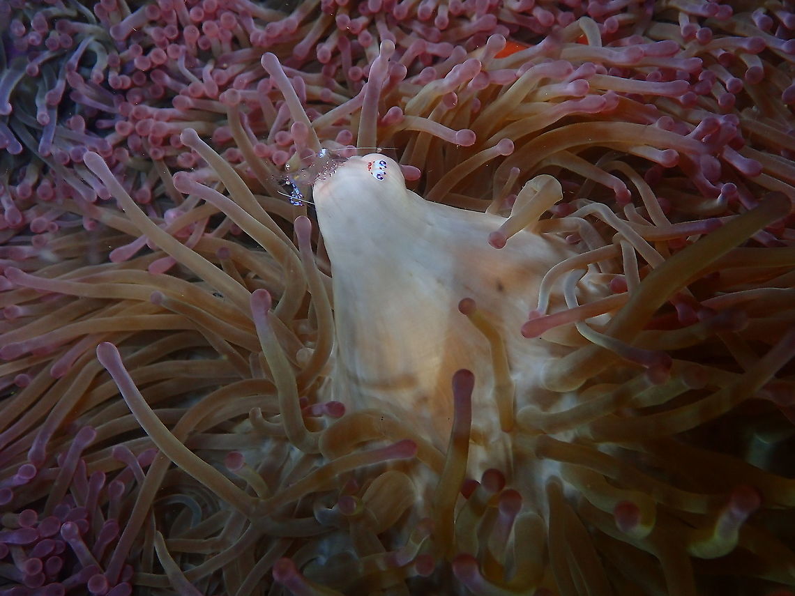 Holthuis' Shrimp - Ancylomenes holthuisi Just on top of the anemone a few moments adter it was done spawning. Ancylomenes holthuisi,Fall,Geotagged,Holthuis' Shrimp,Indonesia