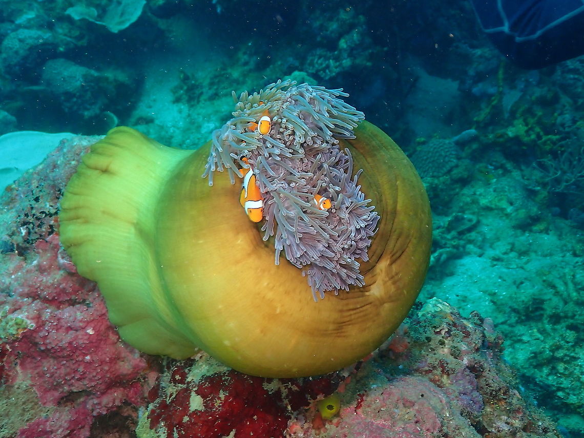 Magnificent Sea Anemone with clown anemonefishes  Fall,Geotagged,Heteractis magnifica,Indonesia,Magnificent Sea Anemone