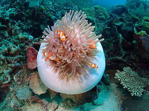 Magnificent Sea Anemone with clown anemonefishes  Fall,Geotagged,Heteractis magnifica,Indonesia,Magnificent Sea Anemone