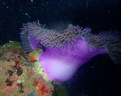 Magnificent Sea Anemone This is the color of the column of the sea anemone that was spawning. Just to add one more color of this anemone sp to our collection :-) Fall,Geotagged,Heteractis magnifica,Indonesia,Magnificent Sea Anemone