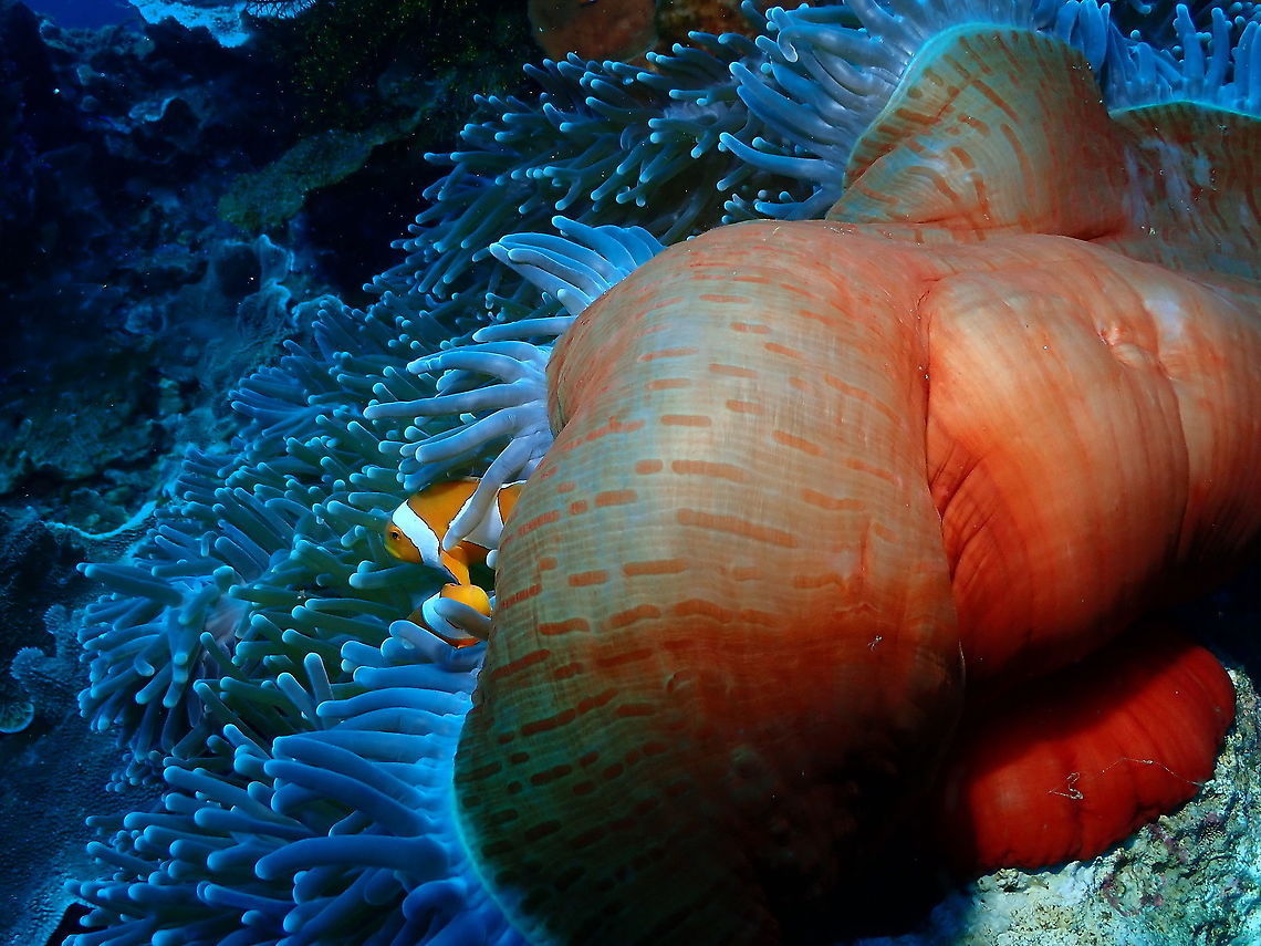 Magnificent Sea Anemone - red column Yet one more color! Fall,Geotagged,Heteractis magnifica,Indonesia,Magnificent Sea Anemone