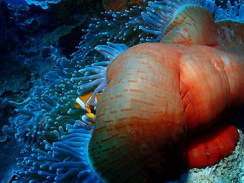Magnificent Sea Anemone - red column Yet one more color! Fall,Geotagged,Heteractis magnifica,Indonesia,Magnificent Sea Anemone