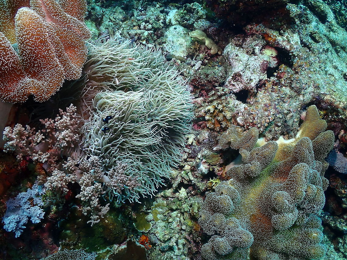 Sebae anemone - Heteractis crispa Different species. Is the one with long gray tentacles. The others on the sides are Sarcophyton corals, at least the one on the left. Fall,Geotagged,Heteractis crispa,Indonesia,Sebae anemone