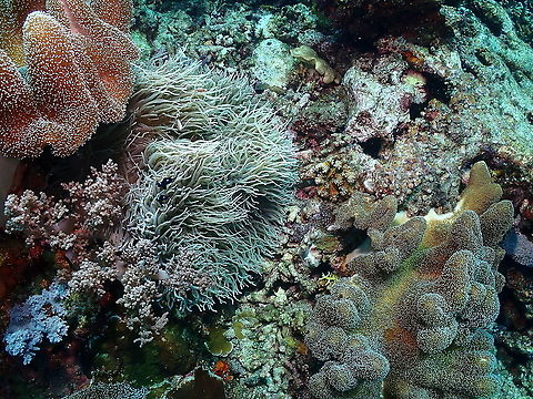 Sebae anemone - Heteractis crispa Different species. Is the one with long gray tentacles. The others on the sides are Sarcophyton corals, at least the one on the left. Fall,Geotagged,Heteractis crispa,Indonesia,Sebae anemone