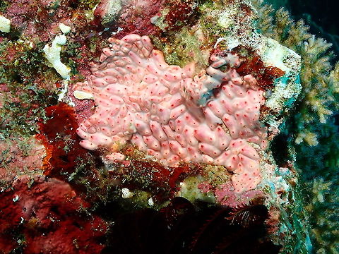 Eusynstyela latericius Tunicate In another coloration to populate the species varieties that we have. Eusynstyela latericius,Eusynstyela latericius Tunicate,Fall,Geotagged,Indonesia