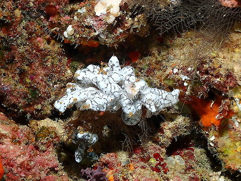 Encrusting Sea Squirt - Leptoclinides reticulatus Adding a few more color variants to the spcies palette. Encrusting Sea Squirt,Fall,Geotagged,Indonesia,Leptoclinides reticulatus