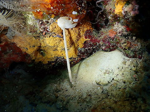 Encrusting Sea Squirt - Leptoclinides reticulatus It can also form tubes (don't ask me why). Encrusting Sea Squirt,Fall,Geotagged,Indonesia,Leptoclinides reticulatus