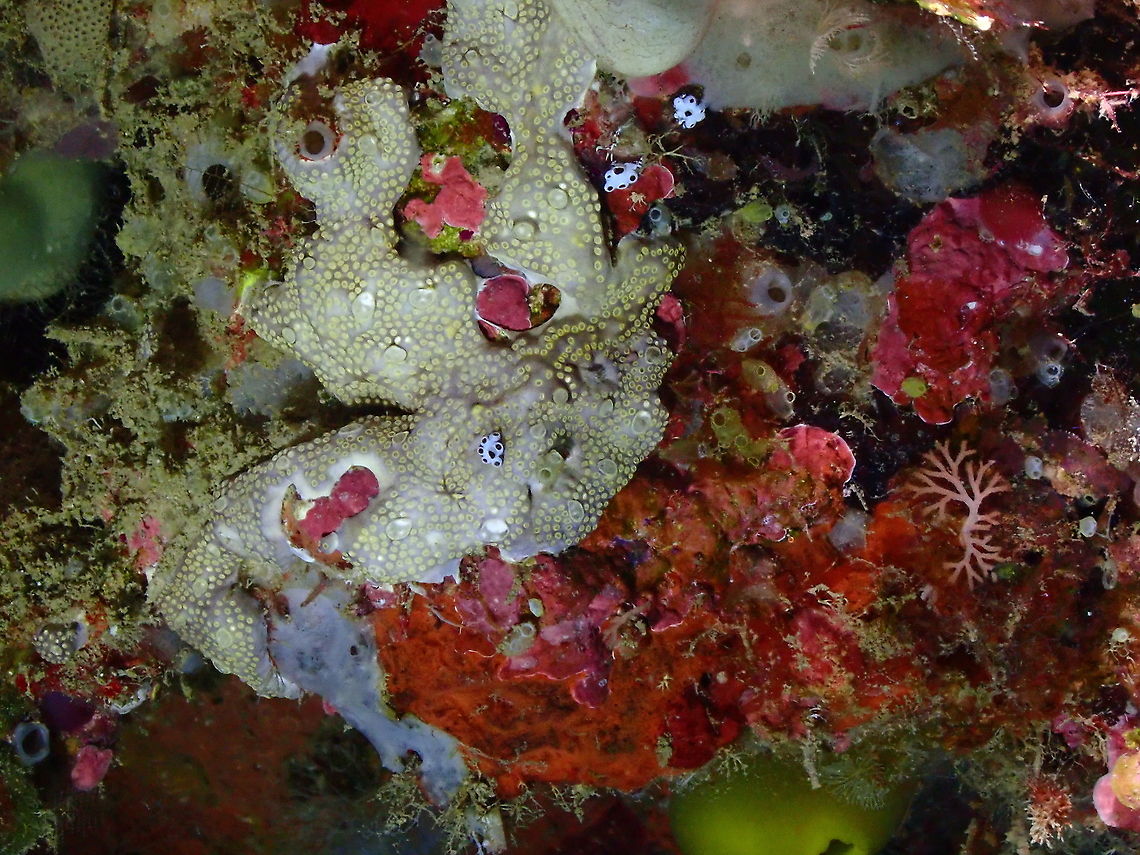 Encrusting Sea Squirt - Leptoclinides reticulatus The tan colored layer, with tiny yellow openings. Encrusting Sea Squirt,Fall,Geotagged,Indonesia,Leptoclinides reticulatus