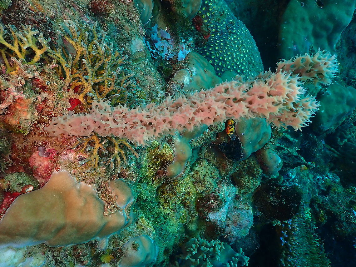 Thorny stem sponge - Gelliodes fibulatus  Fall,Gelliodes fibulatus,Geotagged,Indonesia,Thorny stem sponge