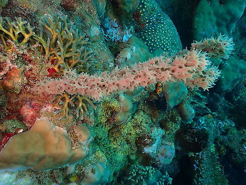 Thorny stem sponge - Gelliodes fibulatus  Fall,Gelliodes fibulatus,Geotagged,Indonesia,Thorny stem sponge