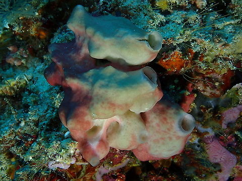 Calcareous sponge - Leucetta microraphis  Calcareous sponge,Fall,Geotagged,Indonesia,Leucetta microraphis
