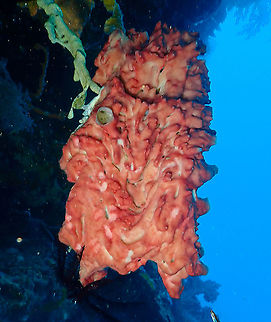 Calcareous sponge - Leucetta microraphis  Calcareous sponge,Fall,Geotagged,Indonesia,Leucetta microraphis