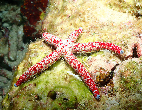 Linckia multifora  Fall,Geotagged,Indonesia,Linckia multifora
