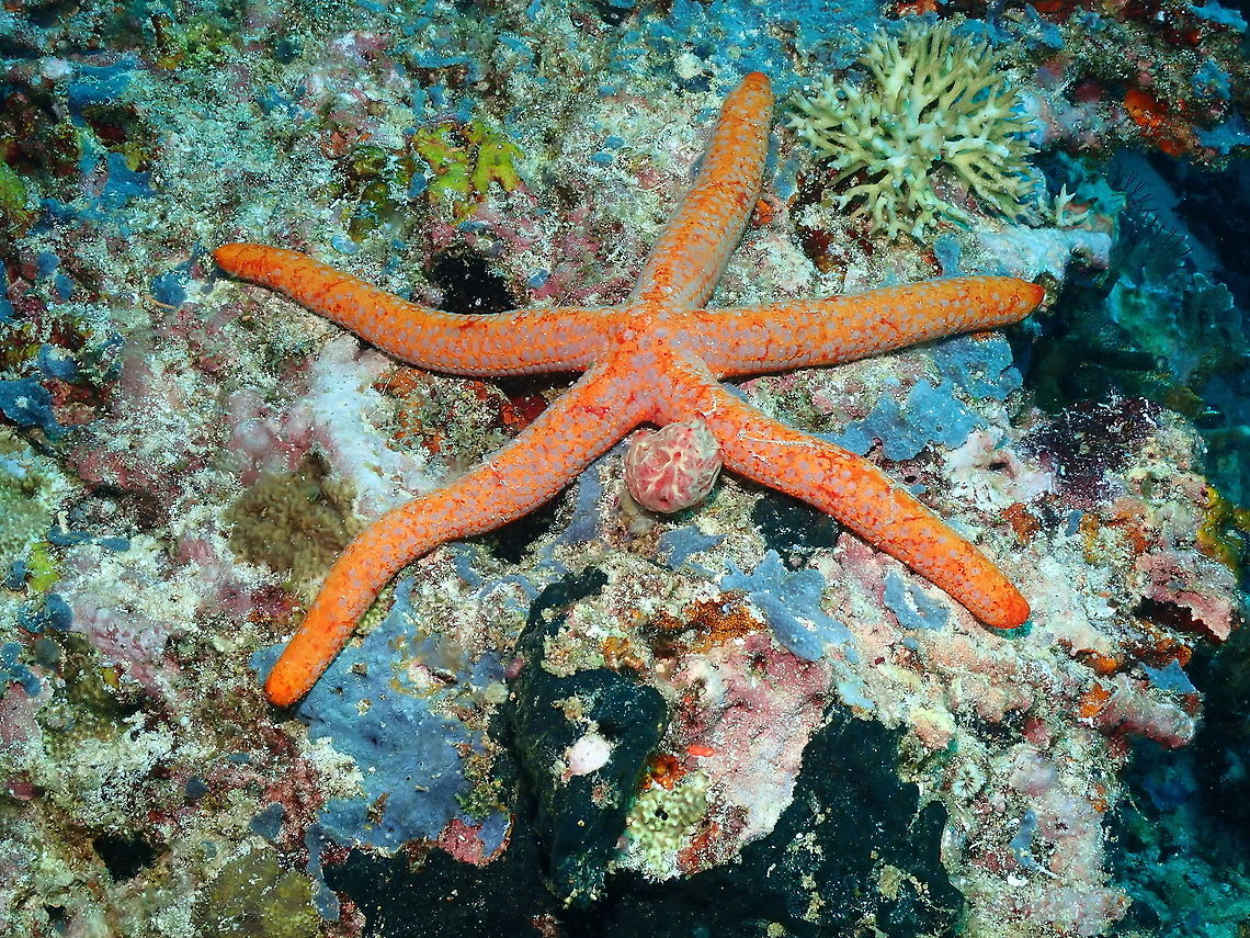 Linckia multifora More colors for our photo collection of this species! Fall,Geotagged,Indonesia,Linckia multifora