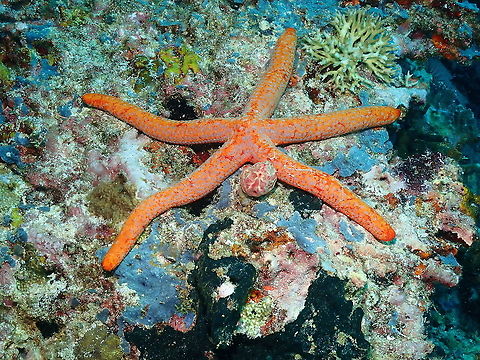 Linckia multifora More colors for our photo collection of this species! Fall,Geotagged,Indonesia,Linckia multifora