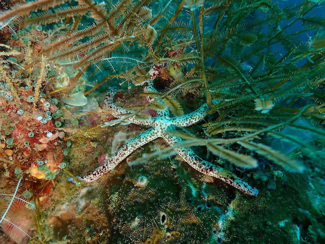 Linckia multifora  Fall,Geotagged,Indonesia,Linckia multifora