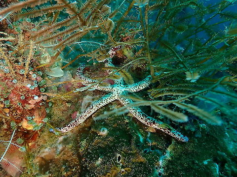 Linckia multifora  Fall,Geotagged,Indonesia,Linckia multifora