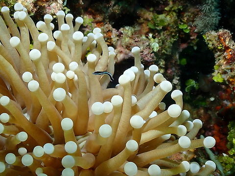 Bluestreak cleaner wrasse - Labroides dimidiatus (juvenile)  Bluestreak cleaner wrasse,Fall,Geotagged,Indonesia,Labroides dimidiatus