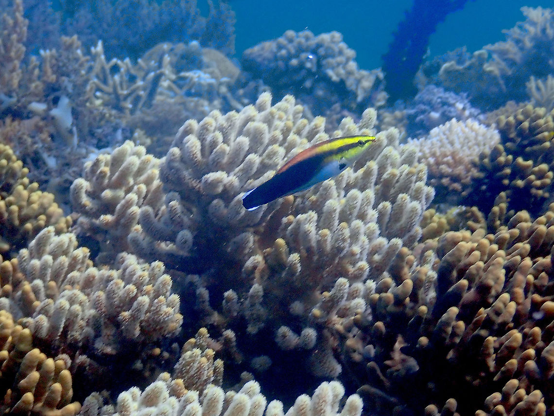 Blackspot Cleaner Wrasse - Labroides pectoralis  Blackspot Cleaner Wrasse,Fall,Geotagged,Indonesia,Labroides pectoralis