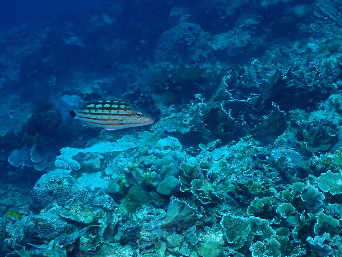 Checkered snapper - Lutjanus decussatus  Checkered snapper,Fall,Geotagged,Indonesia,Lutjanus decussatus