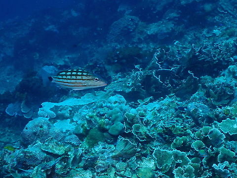 Checkered snapper - Lutjanus decussatus  Checkered snapper,Fall,Geotagged,Indonesia,Lutjanus decussatus
