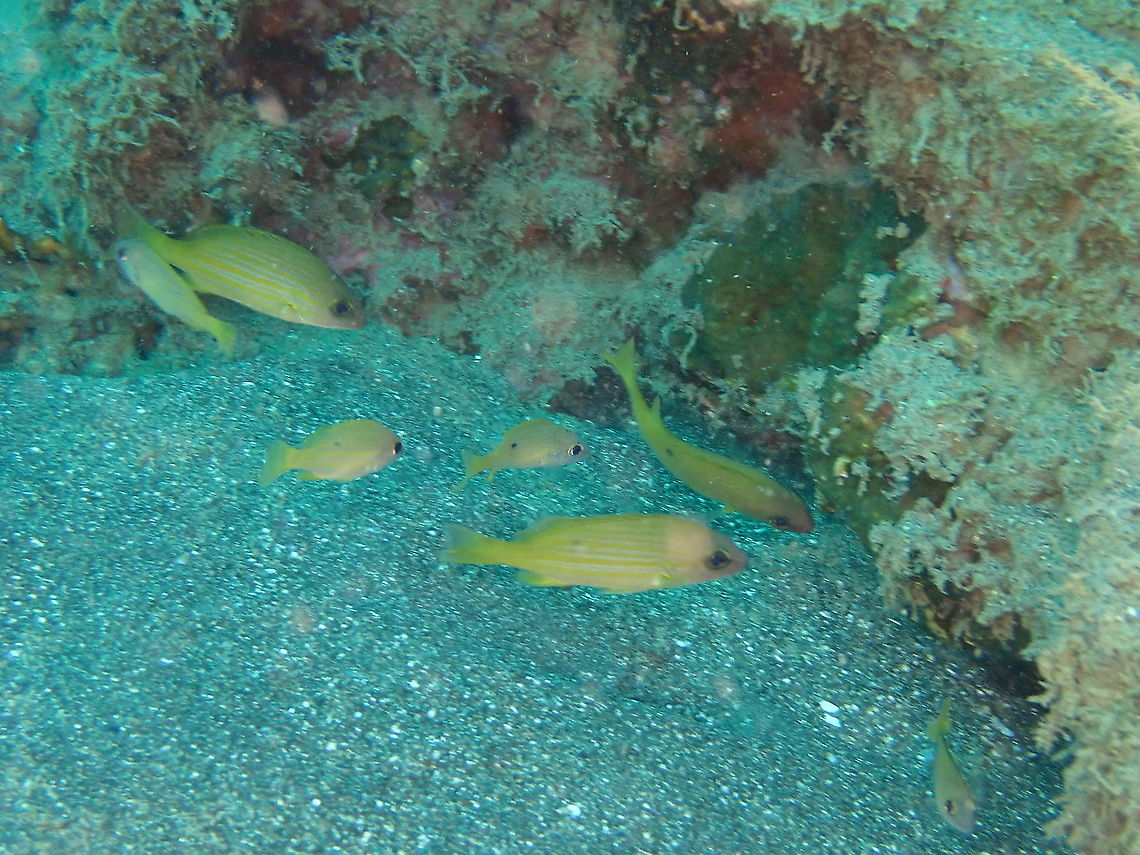 Dory snapper - Lutjanus fulviflamma Possibly juveniles because of size and the black spot being quite small insome of them. Dory snapper,Fall,Geotagged,Indonesia,Lutjanus fulviflamma