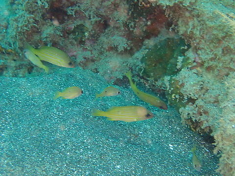 Dory snapper - Lutjanus fulviflamma Possibly juveniles because of size and the black spot being quite small insome of them. Dory snapper,Fall,Geotagged,Indonesia,Lutjanus fulviflamma