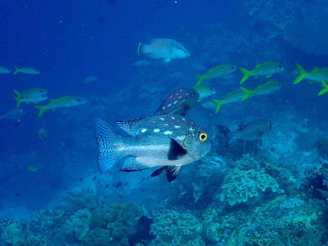 Midnight Snapper - Macolor macularis  Fall,Geotagged,Indonesia,Macolor macularis,Midnight Snapper