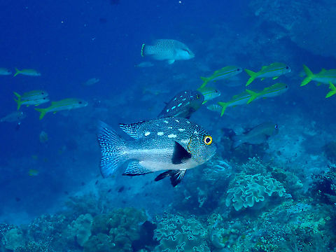 Midnight Snapper - Macolor macularis  Fall,Geotagged,Indonesia,Macolor macularis,Midnight Snapper