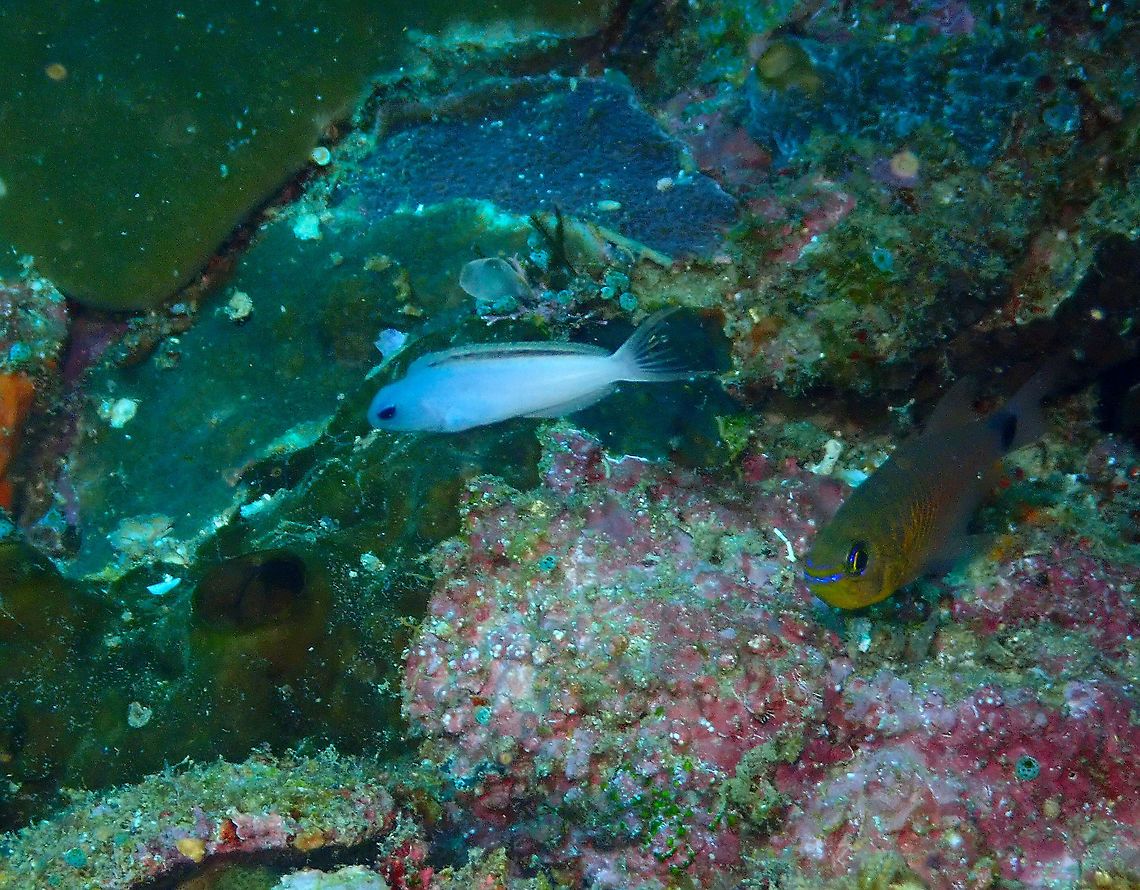 Forktail blenny - Meiacanthus atrodorsalis More info for Nederlandstalig here :-)<br />
<a href="https://www.aquainfo.nl/artikel/meiacanthus-atrodorsalis-vorkstaart-blennie/" rel="nofollow">https://www.aquainfo.nl/artikel/meiacanthus-atrodorsalis-vorkstaart-blennie/</a><br />
To be honest I don't know why there is some color variation between some totally blue and some with the half yellow body. It may be related to sex or age. Fall,Forktail blenny,Geotagged,Indonesia,Meiacanthus atrodorsalis