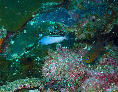 Forktail blenny - Meiacanthus atrodorsalis More info for Nederlandstalig here :-)
https://www.aquainfo.nl/artikel/meiacanthus-atrodorsalis-vorkstaart-blennie/
To be honest I don't know why there is some color variation between some totally blue and some with the half yellow body. It may be related to sex or age. Fall,Forktail blenny,Geotagged,Indonesia,Meiacanthus atrodorsalis