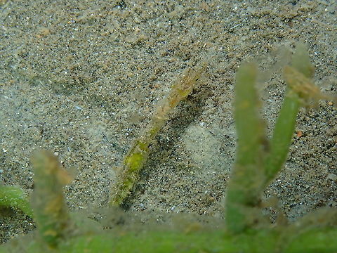 Thorntail pipefish - Micrognathus pygmaeus  Fall,Geotagged,Indonesia,Micrognathus pygmaeus,Thorntail pipefish