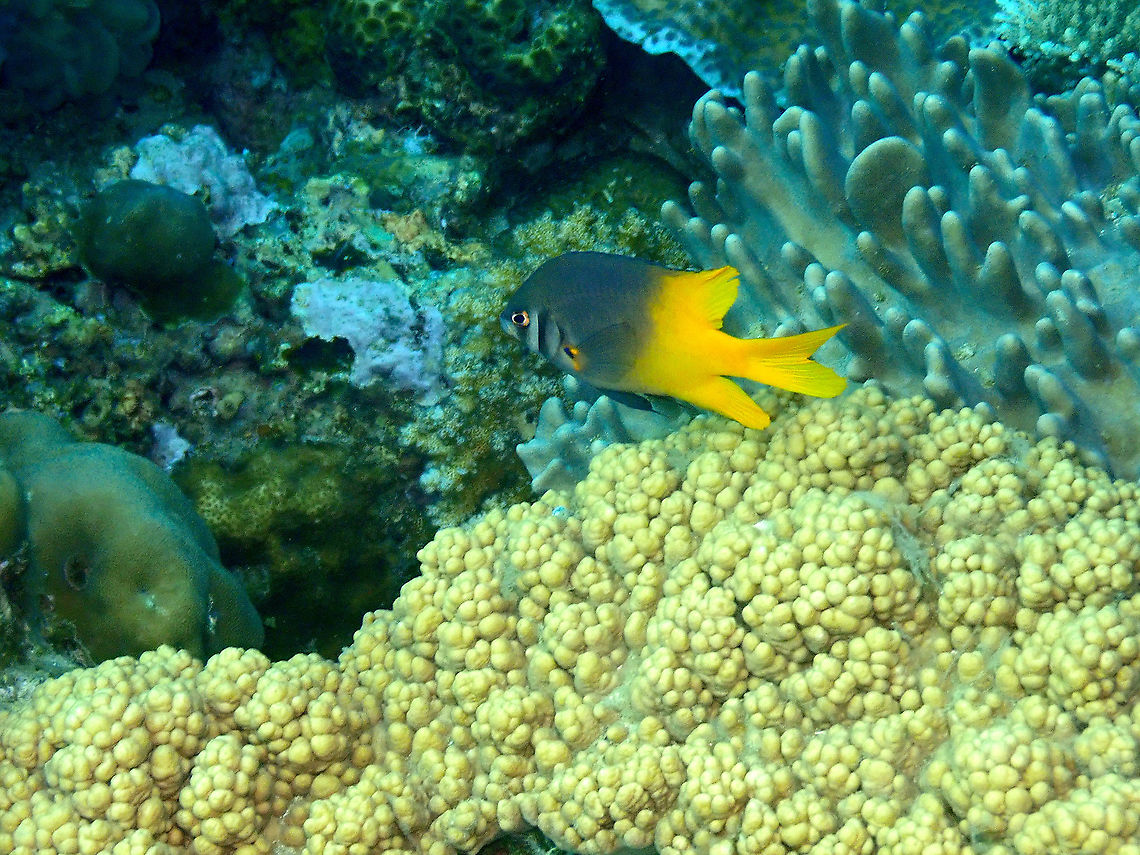 Black-and-gold chromis - Neoglyphidodon nigroris Another adult. Black-and-gold chromis,Fall,Geotagged,Indonesia,Neoglyphidodon nigroris