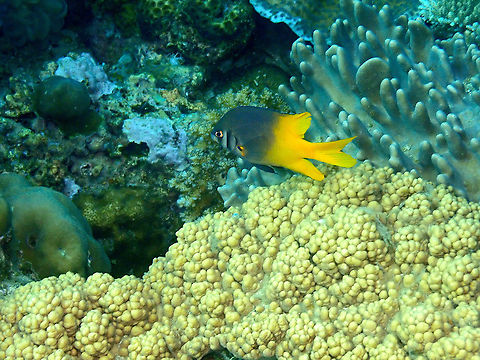 Black-and-gold chromis - Neoglyphidodon nigroris Another adult. Black-and-gold chromis,Fall,Geotagged,Indonesia,Neoglyphidodon nigroris