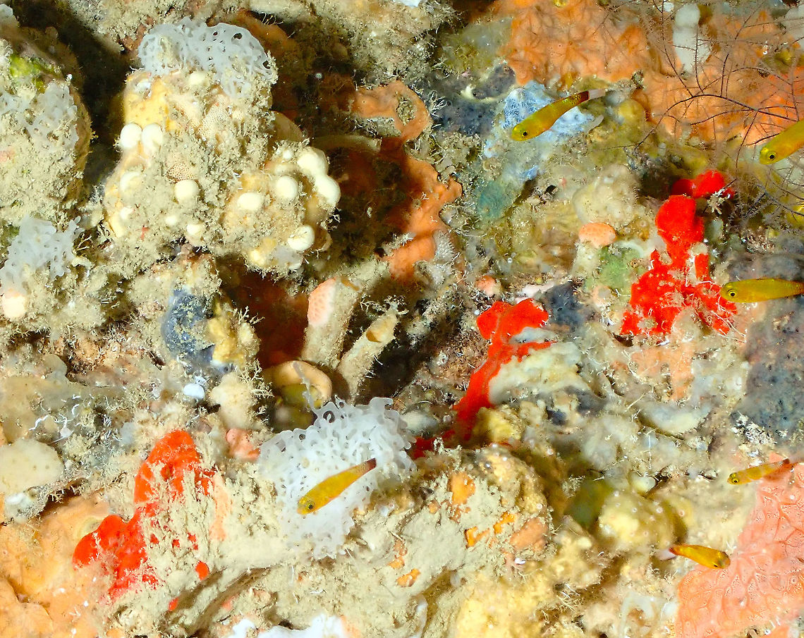 Nasal-bar pygmygoby,Trimma nasa At barely 2 cm long and being as skittish as they are, this is the closest I could get for now :-) Fall,Geotagged,Indonesia,Nasal-bar pygmygoby,Trimma nasa