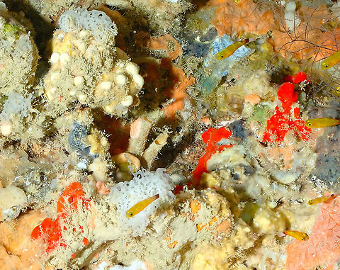 Nasal-bar pygmygoby,Trimma nasa At barely 2 cm long and being as skittish as they are, this is the closest I could get for now :-) Fall,Geotagged,Indonesia,Nasal-bar pygmygoby,Trimma nasa