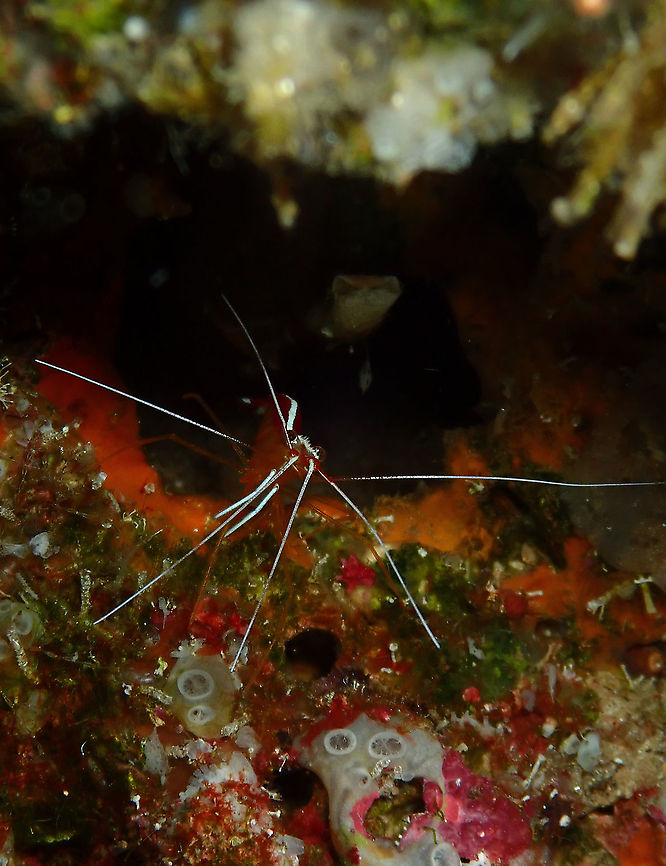 Lysam_101119_ElmosLoleo_6c  Fall,Geotagged,Indonesia,Lysmata amboinensis,Northern cleaner shrimp