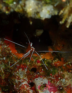 Lysam_101119_ElmosLoleo_6c  Fall,Geotagged,Indonesia,Lysmata amboinensis,Northern cleaner shrimp