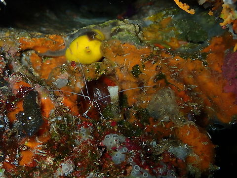Northern cleaner shrimp - Lysmata amboinensis  Fall,Geotagged,Indonesia,Lysmata amboinensis,Northern cleaner shrimp