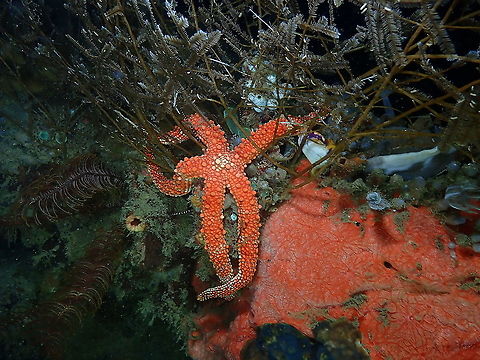 Friant's Sea Star - Nardoa frianti  Fall,Friant's Sea Star,Geotagged,Indonesia,Nardoa frianti